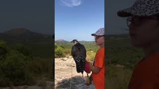 Flying a peregrine falcon [upl. by Marline]