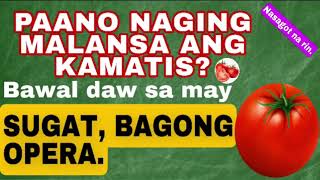 BAKIT BAWAL ANG KAMATIS SA MAY SUGAT  BAKIT MALANSA ANG KAMATIS [upl. by Acired]