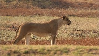 Lions Set a Trap for an Antelope [upl. by Zeiler]