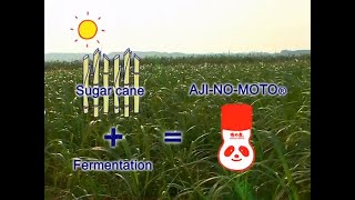 Process of making AJINOMOTO® [upl. by Ellekcir811]