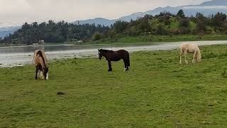 La laguna Aculeo con agua Septiembre de 2023 [upl. by Yhtak773]