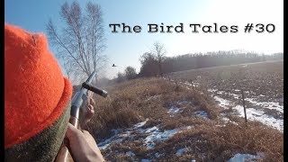 Late Season Pheasant HuntingThe Bird Tales 30 [upl. by Okubo]