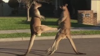 Kangaroos take their fight to the street [upl. by Aicelet]