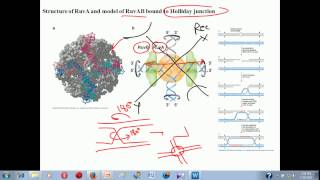 Genetic recombination lecture 1  homologous recombination [upl. by Eglanteen]