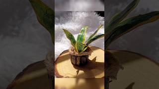 diy tiny plant ☘️best out of waste episode 2 shorts diy art craft creative [upl. by Rahal]