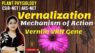 Vernalization  Vernalization Mechanism  Vernalization in Plants  Vernalin  Devernalization [upl. by Ecnaiva76]