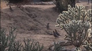 Gambel’s Quail Sounds [upl. by Trocki]