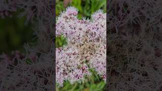 Eupatorium cannabinum L flowers plant [upl. by Ellerrad999]