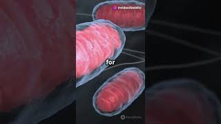 Prokaryotic vs Eukaryotic Cells [upl. by Lexis286]