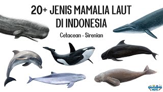 20 Jenis Mamalia Laut Paus Lumbalumba Pesut Porpoise Dugong di Indonesia [upl. by Seyer208]