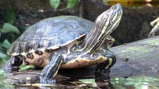 Gelbwangenschmuckschildkröte Trachemys scripta scripta [upl. by Akeylah]