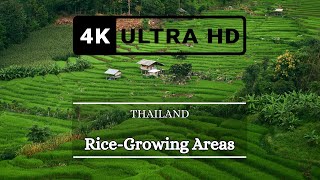 Thailand Rice Field 4k by Drone Footage [upl. by Senn17]