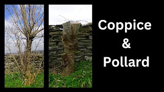 Coppice and pollard How and why [upl. by Marabel]