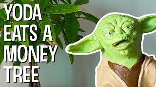 YODA EATS A MONEY TREE  The Puppet Yoda Show [upl. by Thorvald]