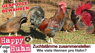 Zuchtstämme zusammenstellen  HAPPY HUHN E 66  Wie viele Hennen brauch ein Hahn  Hühner züchten [upl. by Edahc]