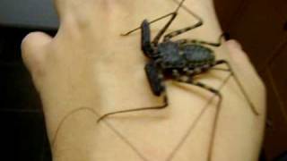 Handling Tailess whip scorpion [upl. by Merriam]