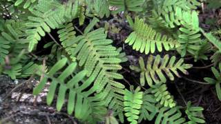 Resurrection Fern a plant with amazing superpowers timelapse [upl. by Balthazar129]