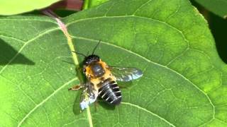 Megachile Leafcutter Bee スミスハキリバチの日光浴 [upl. by Aig]