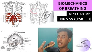 RIB CAGE KINETICS PART 1  DIAPHRAGM FUNCTION BIOMECHANICS OF THORAX Physiotherapy Tutorial [upl. by Akeber371]