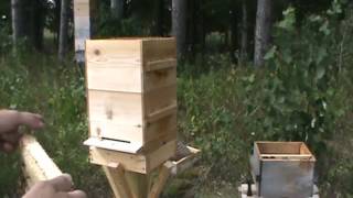 How to inspect a modified Warre hive [upl. by Irej]