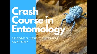 Crash Course in Entomology Insect Internal Anatomy [upl. by Esahc]