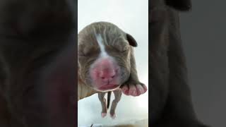 PUPIES PITBULL BLUENOSE2 [upl. by Nyloj]