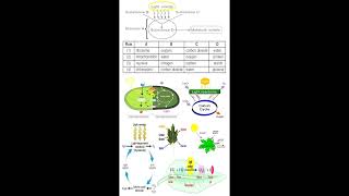 Photosynthesis Substances and Equation geneticteacher [upl. by Hannahoj]