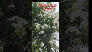 shorts beautifulnature whiteflowers whitecrapemyrtle lagerstroemia saawni flowers [upl. by Yedarb]