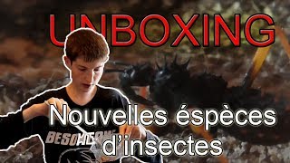 UNBOXING  Des insectes VENIMEUX   ·−· · −·· ··− ···− · [upl. by Koch]