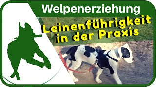 Welpenerziehung Welpen an der Leine ziehen abgewöhnen  Leinenführigkeit trainieren [upl. by Market]