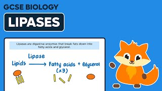 Digestive Enzymes Lipases  GCSE Biology [upl. by Yenffad]