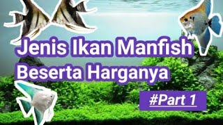 Jenis Dan Harga Ikan Manfish  Ikan Malaikat  Ikan Layang  Part 1 [upl. by Aineles]