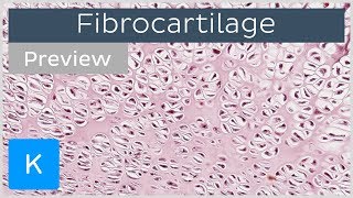 Types of Cartilage [upl. by Anelegna]