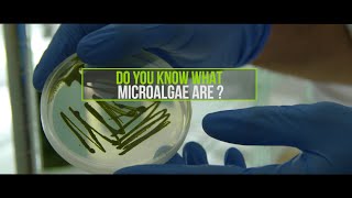 Apa Itu Mikroalga  Microalgae  Terjemahan Bahasa Indonesia [upl. by Enilemme]