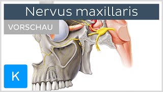 Nervus maxillaris Vorschau  Anatomie Verlauf und Funktion  Kenhub [upl. by Yelsna]