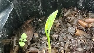 pawpaw seedlings leaves ope [upl. by Pattie]