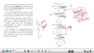 CSIR PYQs Biosynthesis of Pyrimidine Nucleotides  Inhibitors amp Regulation [upl. by Beck]