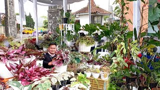 GREBEK STAND BEGONIA DAN TANAMAN HIAS DI GEBYAR PESONA 2022 WONOSOBO ADA SIAPA SAJA PESERTANYA [upl. by Vicky]