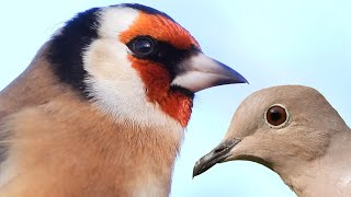 Gli uccelli nidificanti nei giardini della Pianura Padana [upl. by Yendis]