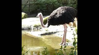 Ostriches at Bird Park Avifauna [upl. by Pablo987]