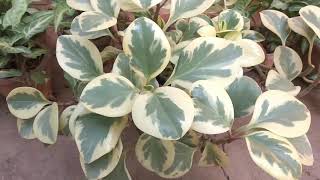 Variegated Peperomia and its care Mita Bishnoi Garden tips [upl. by Abroms]