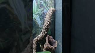 Crested Gecko Bioactive Setup [upl. by Aigroeg267]