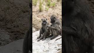 Baboons Sit On a Rock To Groom wildlife animals nature [upl. by Adair]