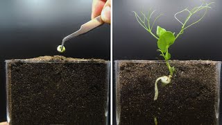 Sweet Pea Sprouting Time Lapse [upl. by Hsejar]