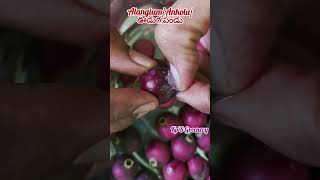 Harvest of ooduga oodugafruitplantsgreenerygardennaturereelsshortsstatusshortvideoreelkp [upl. by Zacek675]