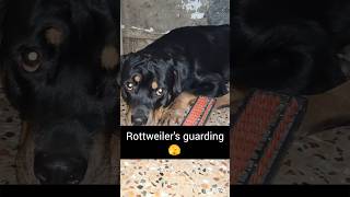 Rottweiler ki guarding 🫣😱 watch till end rottweiler dogbreed viral rottweilerdoglovers attack [upl. by Annaeiluj]