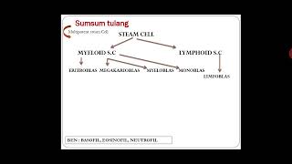 Hematopoiesis Proses pembentukan darah [upl. by Mychal]