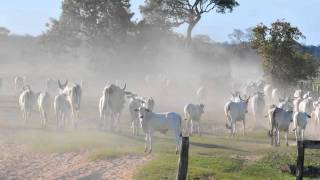 Brazil  Pantanal cowboys [upl. by Asimaj529]