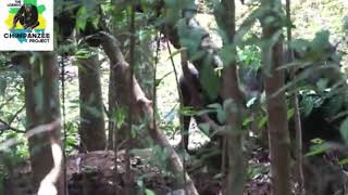 Chimpanzees attack female gorilla video [upl. by Azrim]