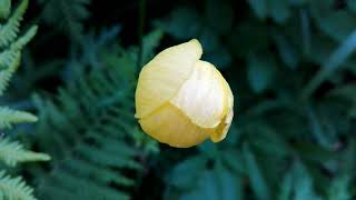 Trollius europaeus Globeflower [upl. by Airres53]